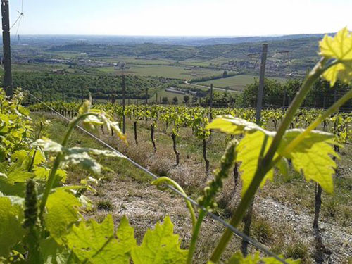 I vigneti dell'agriturismo